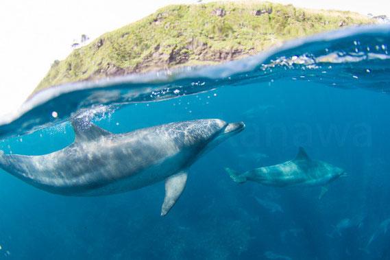 水質清澈湛藍，還有野生海豚！ 離東京不遠的小島天堂